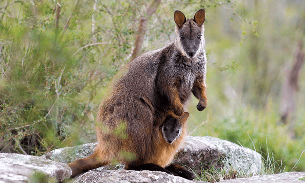 Widgewah Sanctuary-1