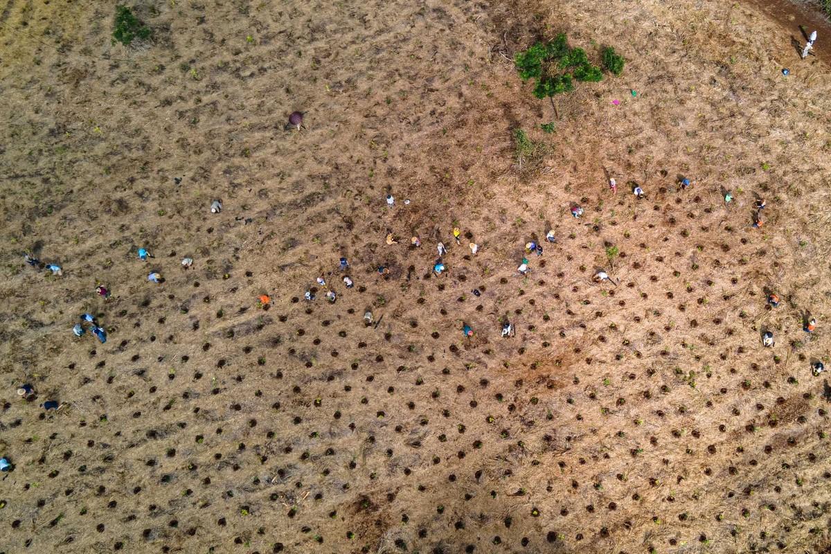 Mabi Forest Restoration-3