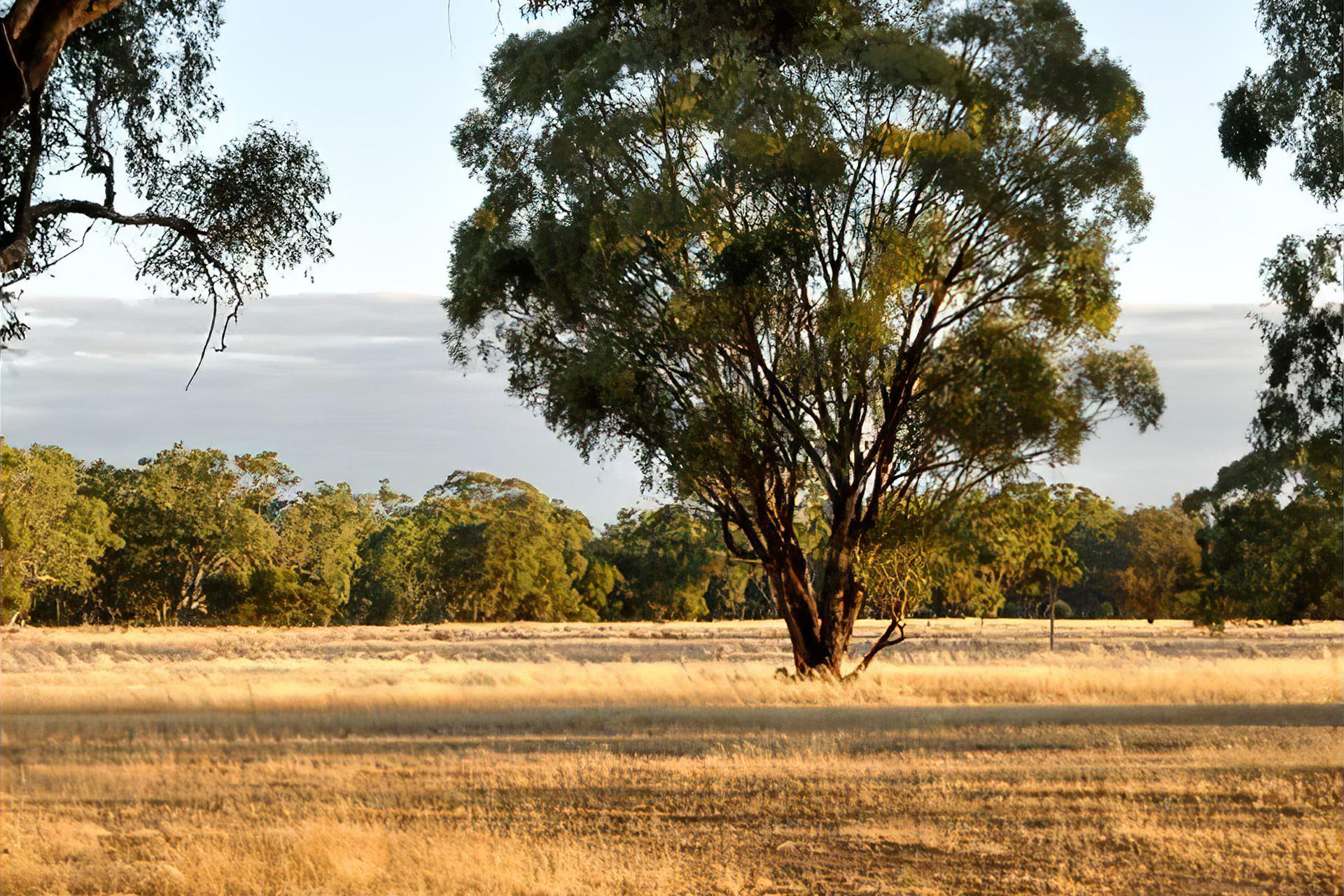 Wimmera Biodiversity Hotspot-4