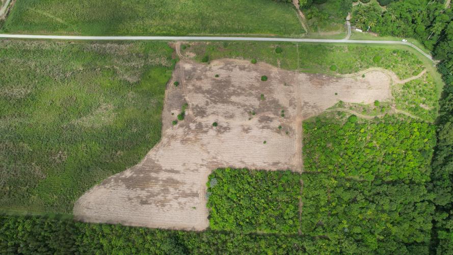 Nightwings Daintree Restoration-1