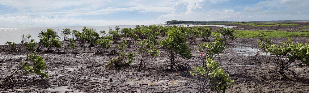 Restoring Coastal Wetlands in Indonesia-0