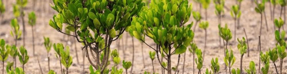 Tana Delta Reforestation-0