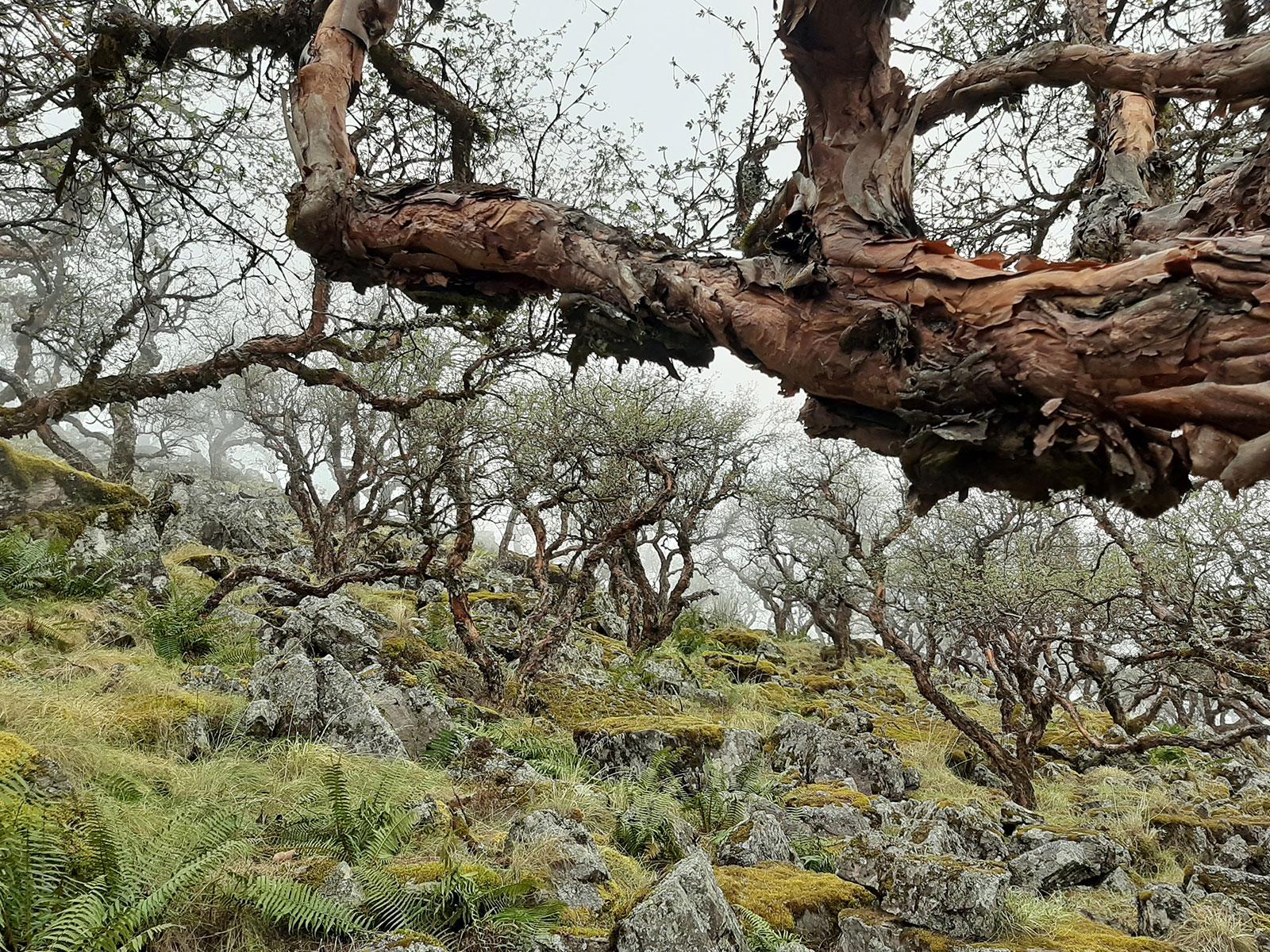 Acción Andina Argentina-3