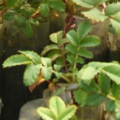 Acción Andina Argentina-1