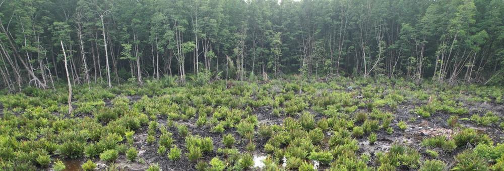 Restoring Coastal Forests in Indonesia-0
