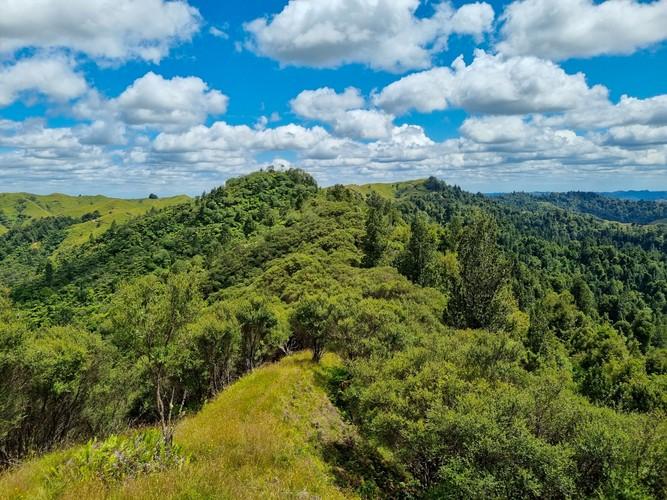 Patui Ancient Forest Restoration-0