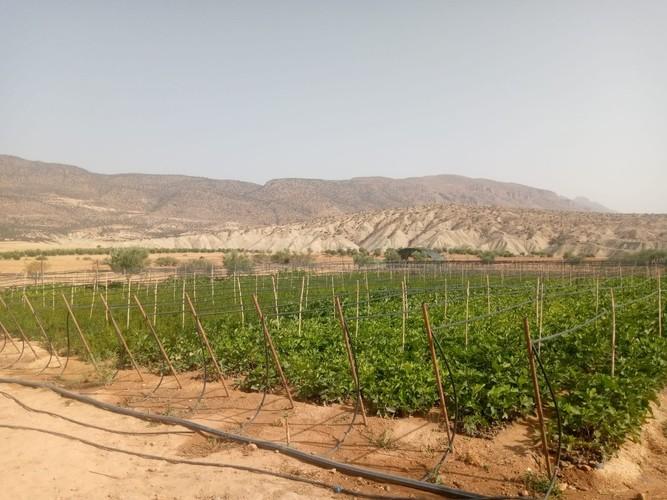 Food Forests in the Atlas Mountains-0