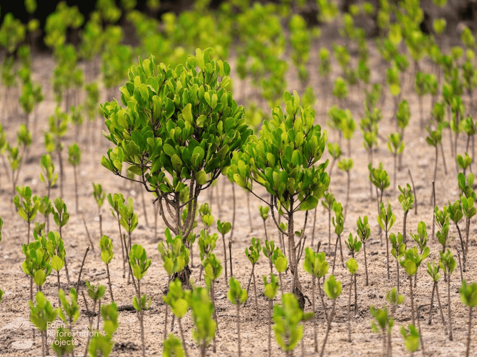 Tana Delta Reforestation-3