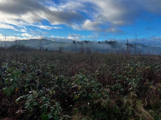 Somass Estuary Reforestation with First Nations-1