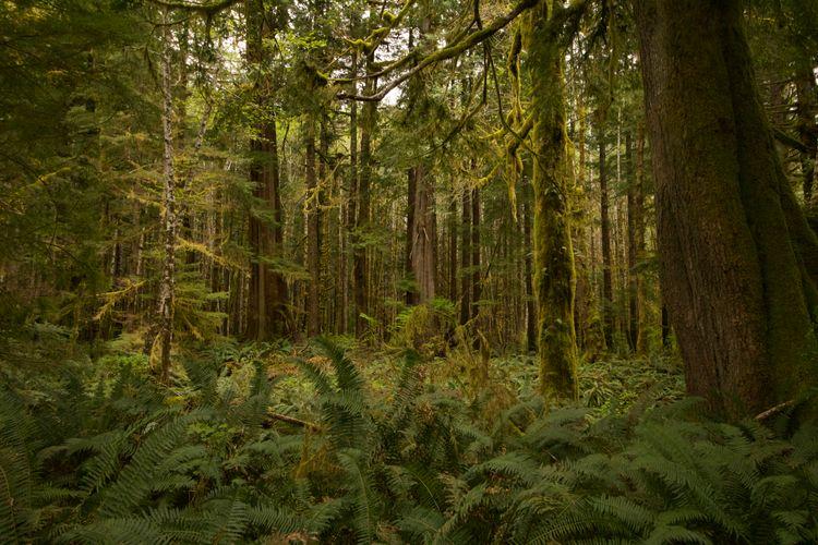 Somass Estuary Reforestation with First Nations-5