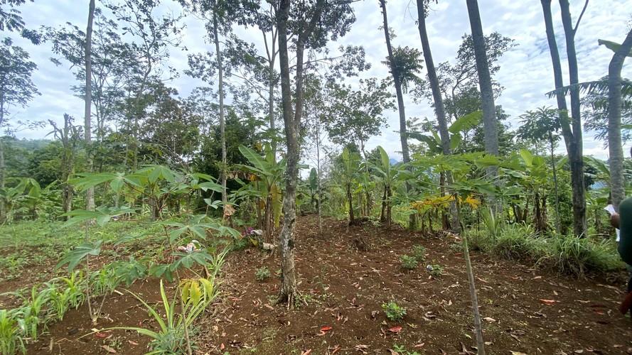 Watershed Reforestation in Bali and Citanduy-5