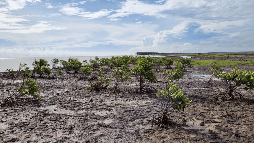 Restoring Coastal Wetlands in Indonesia-4
