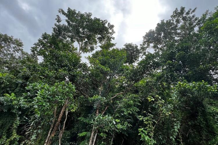 The Daintree Gateway Restoration Project-4