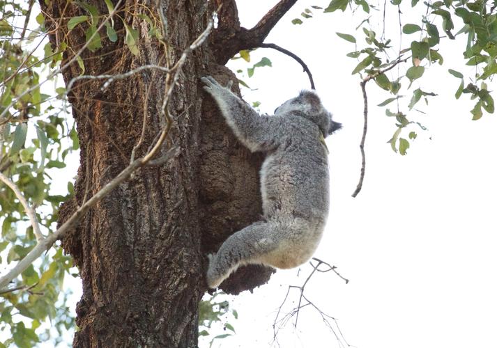 Hidden Vale Koala Habitat-7