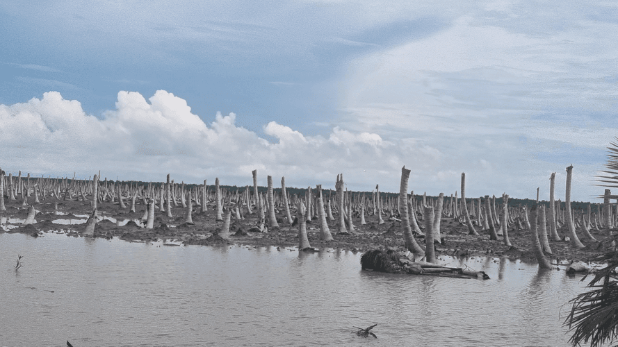 Restoring Coastal Wetlands in Indonesia-2