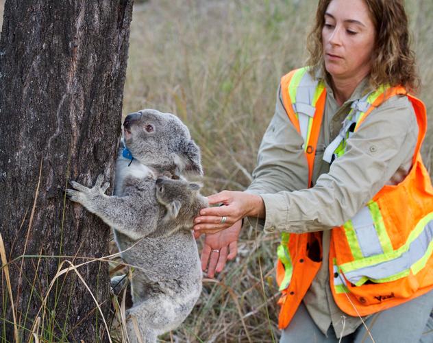 Hidden Vale Koala Habitat-5