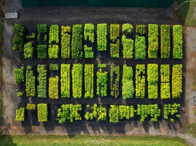 The Daintree Gateway Restoration Project-1