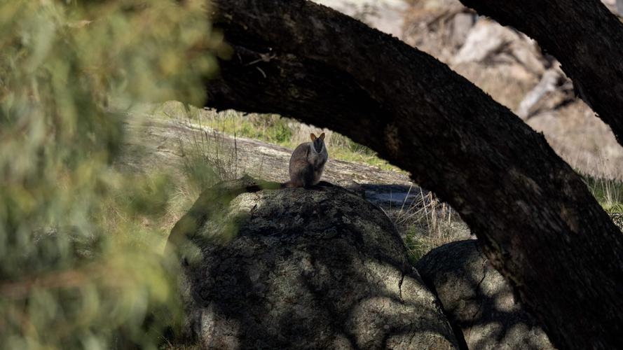 Wallaby7-min.jpg