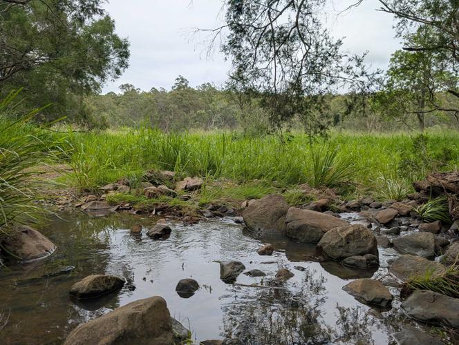 Hidden Vale Koala Habitat-3