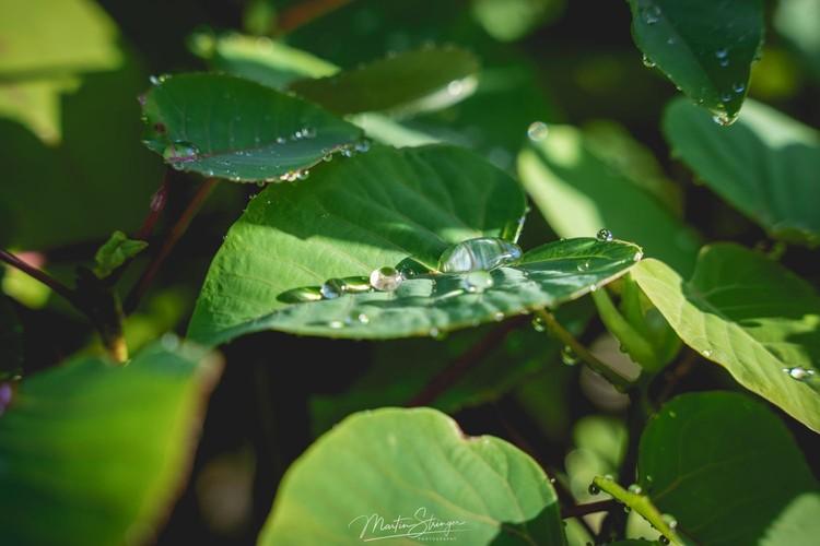 The Daintree Gateway Restoration Project-2