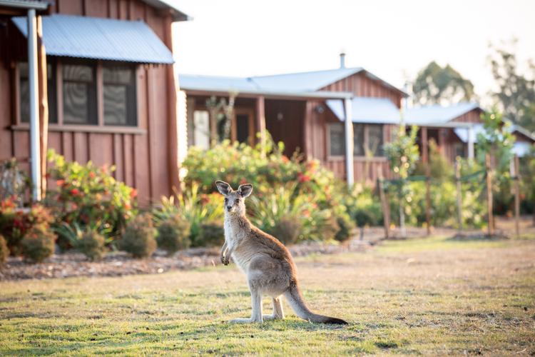 Hidden Vale Koala Habitat-6