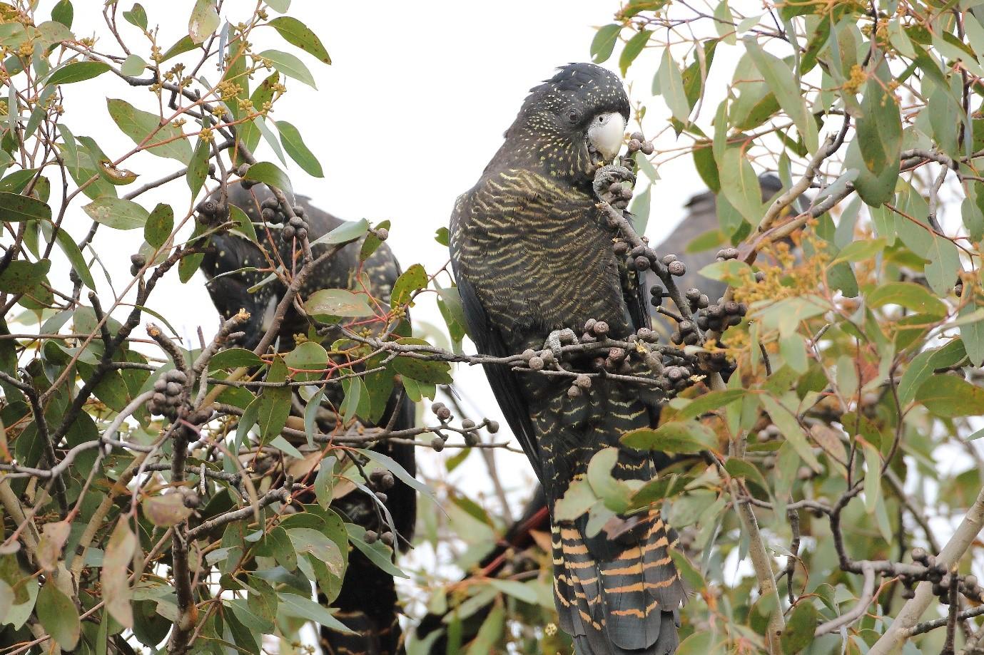 Wimmera Biodiversity Hotspot-1