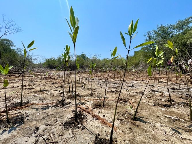 Guatemala Mangrove Restoration Project-0
