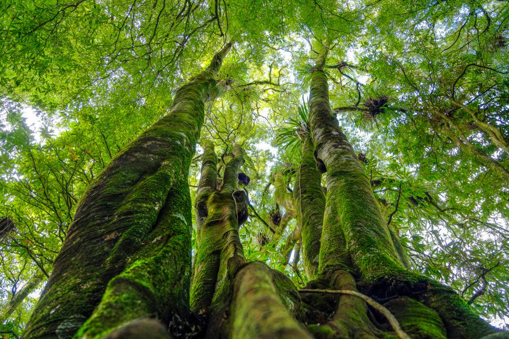 Patui Ancient Forest Restoration-2