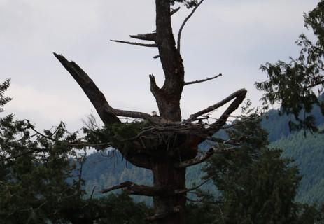 Life on land