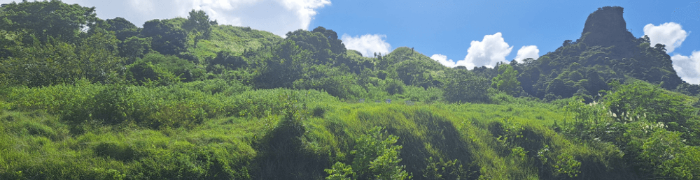 Restoration of the Nakauvadra Mountain Foothills-0