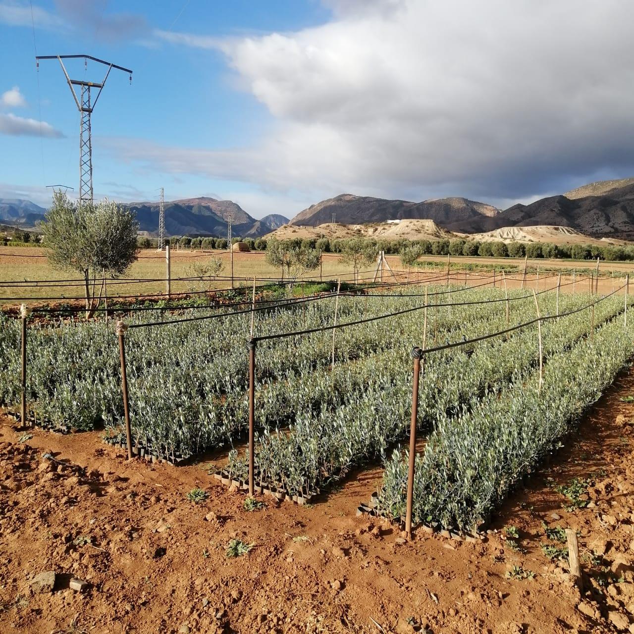 Food Forests in the Atlas Mountains-1
