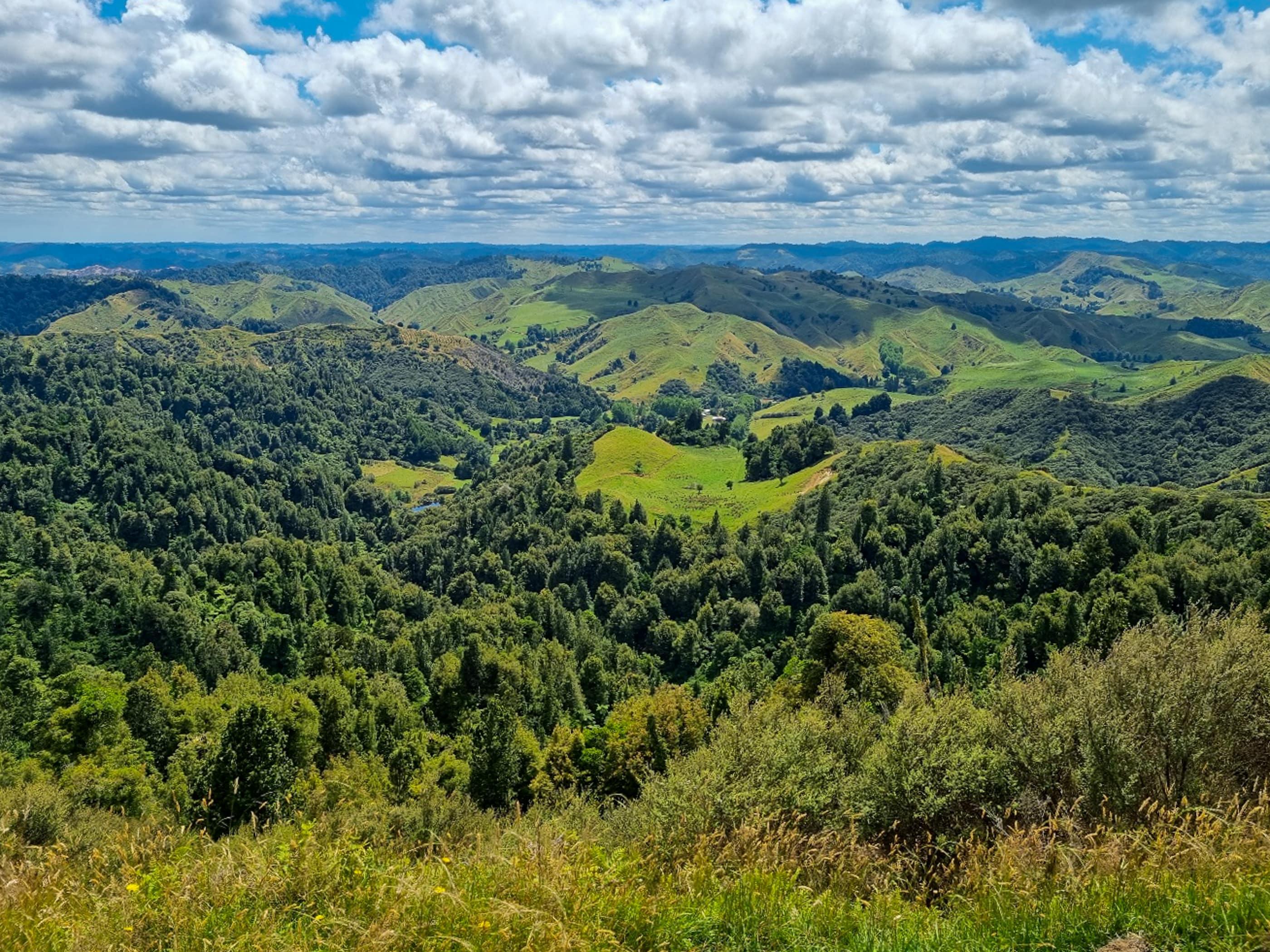 Patui Ancient Forest Restoration-1