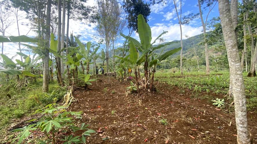 Watershed Reforestation in Bali and Citanduy-2