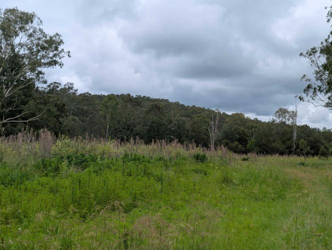 Hidden Vale Koala Habitat-2