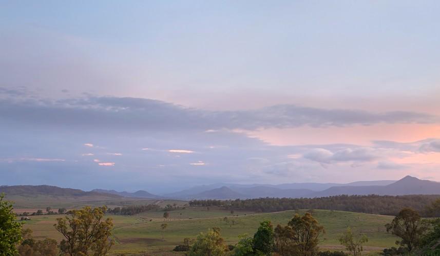 Hidden Vale Koala Habitat-4