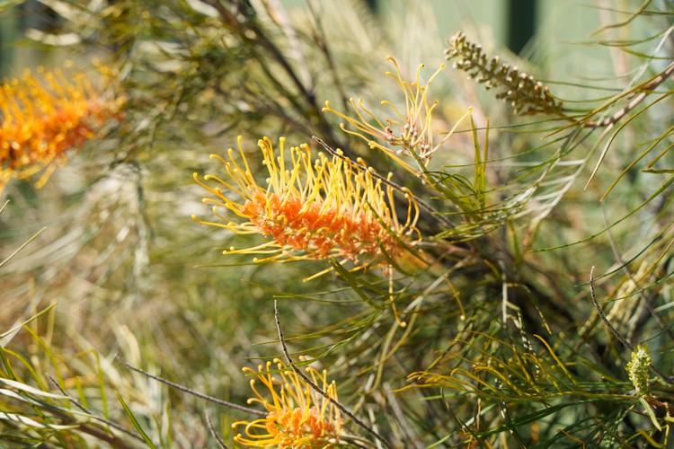 Hidden Vale Koala Habitat-8