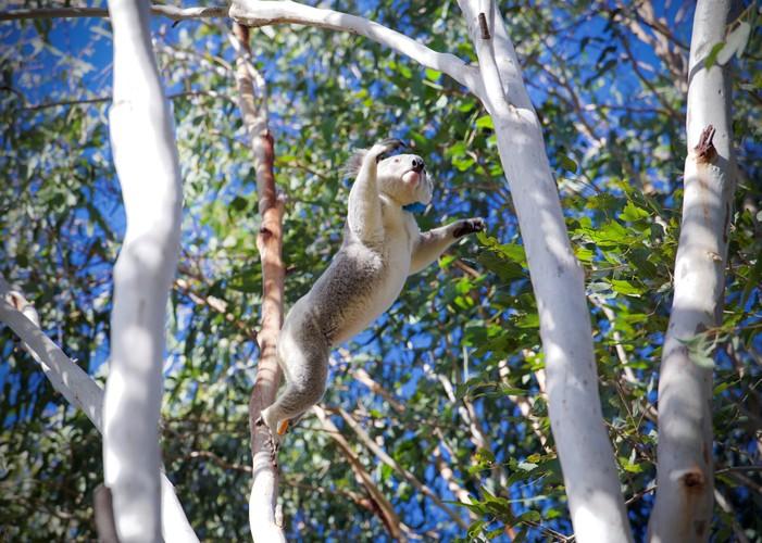Hidden Vale Koala Habitat-1