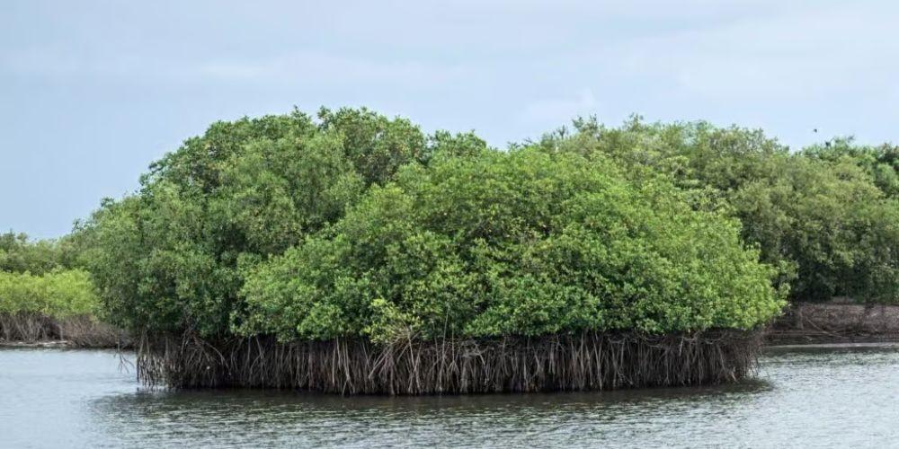 Guatemala Mangrove Restoration Project-3