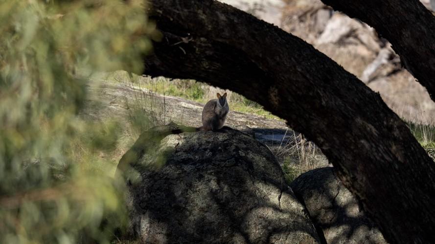 Wallaby7-min.jpg