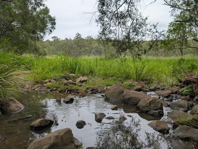 Hidden Vale Koala Habitat-3