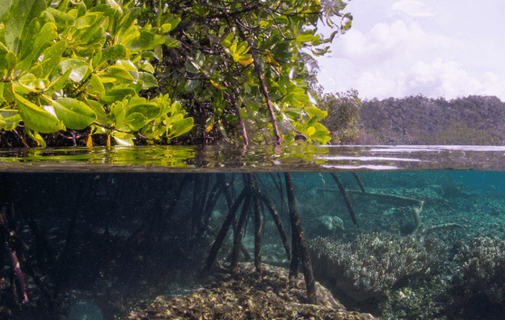 Life Below Water